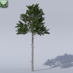 Loblolly Pine