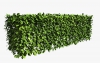 Hedge