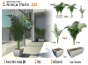 Areca Palm