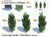 Cupressus